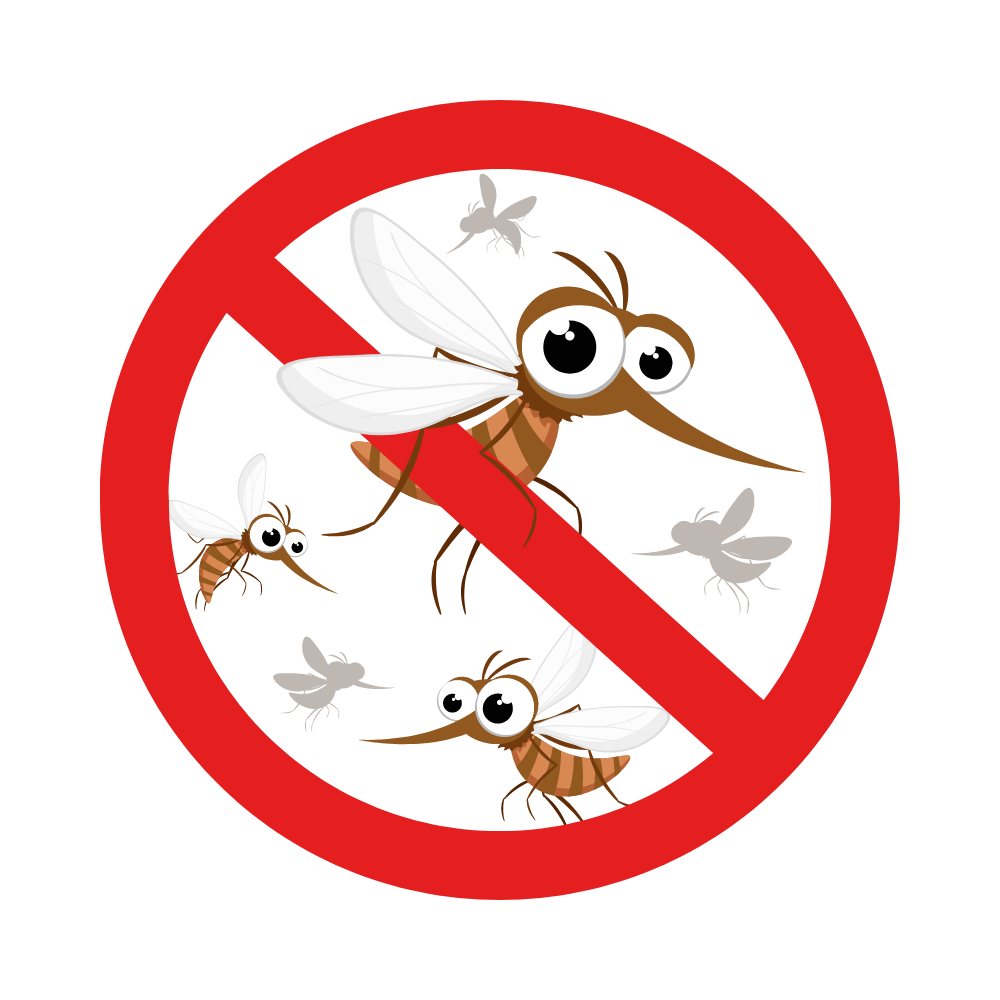 Mosquito in Bangalore