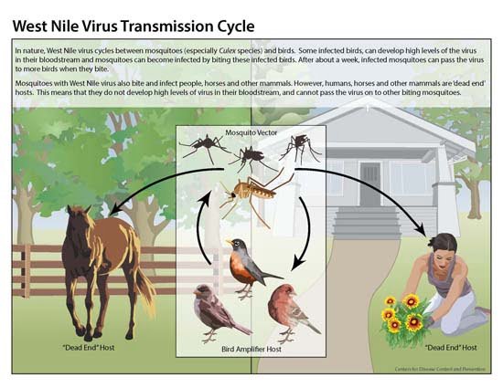 Kushi Hygiene Services transmission cycle