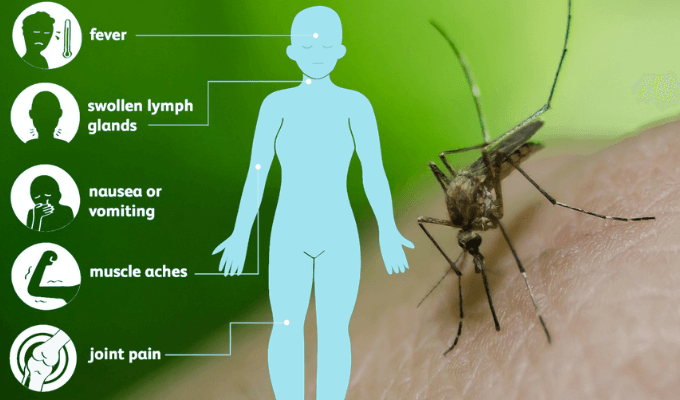 Kushi Hygiene Services west nile virus and its symptoms