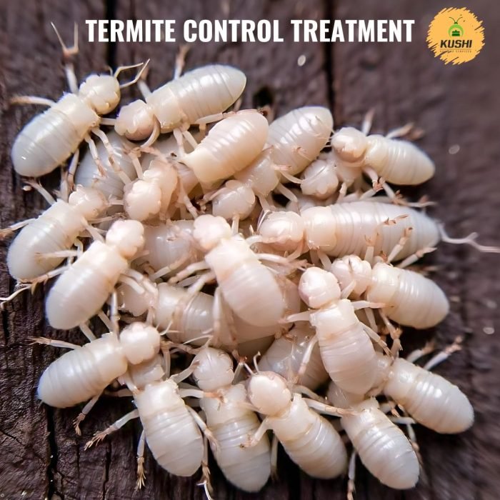 TERMITE CONTROL TREATMENT